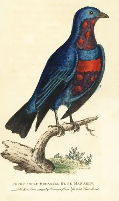 Framed Print : Banded cotinga, Cotinga maculata Framed Print : Banded cotinga, Cotinga maculata