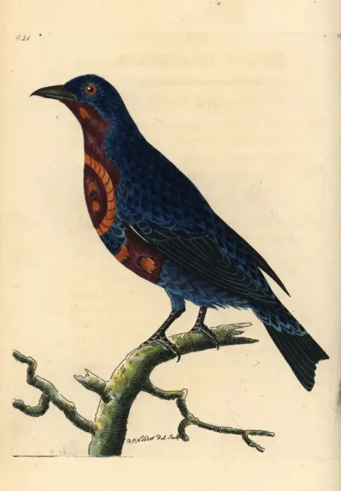 Framed Print : Banded cotinga, Cotinga maculata Framed Print : Banded cotinga, Cotinga maculata