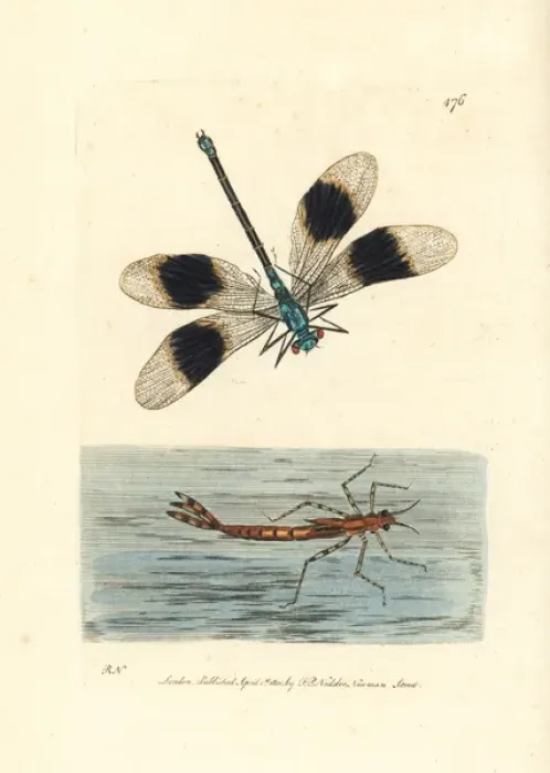 Framed Print : Banded demoiselle damselfly, Calopteryx splendens Framed Print : Banded demoiselle damselfly, Calopteryx splendens