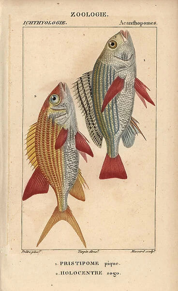 Banded grunt, Pomadasys furcatus, and squirrelfish