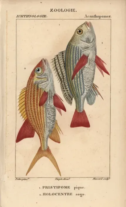 Framed Print : Banded grunt, Pomadasys furcatus, and squirrelfish Framed Print : Banded grunt, Pomadasys furcatus, and squirrelfish