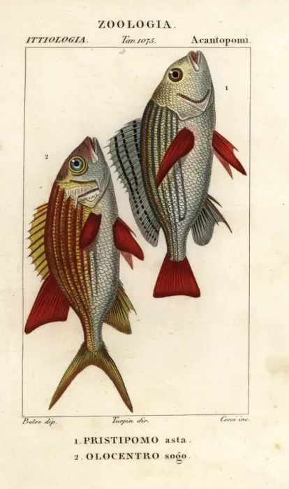 Framed Print : Banded grunt and squirrelfish Framed Print : Banded grunt and squirrelfish