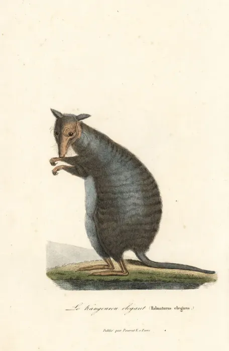 Framed Print : Banded hare-wallaby, Lagostrophus fasciatus (endangered) Framed Print : Banded hare-wallaby, Lagostrophus fasciatus (endangered)