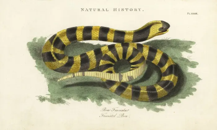 Framed Print : Banded krait, Bungarus fasciatus Framed Print : Banded krait, Bungarus fasciatus
