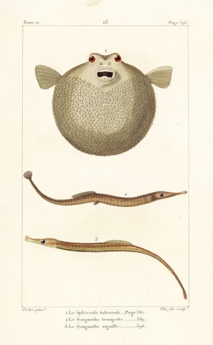 Framed Print : Bandtail puffer, Sargassum pipefish and greater pipefish Framed Print : Bandtail puffer, Sargassum pipefish and greater pipefish