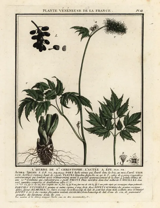 Framed Print : Baneberry, Actaea spicata Framed Print : Baneberry, Actaea spicata