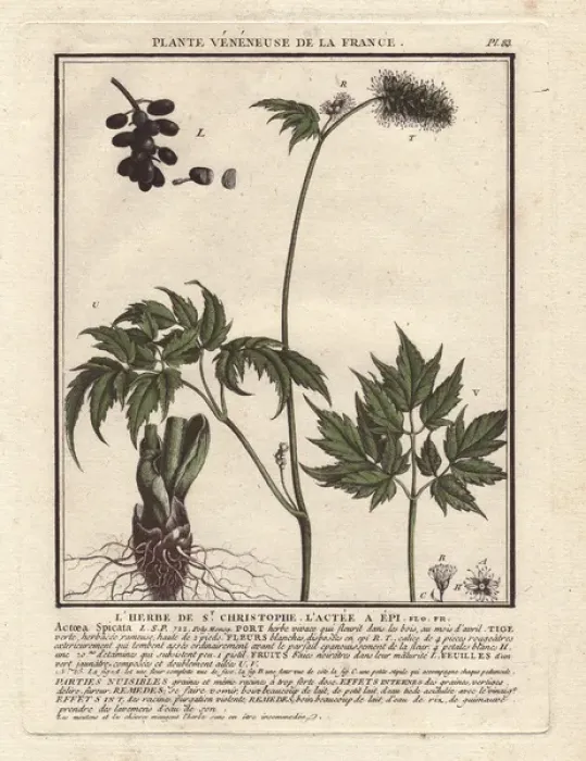Framed Print : Baneberry or Herb Christopher, Actaea spicata or Actaea alba Framed Print : Baneberry or Herb Christopher, Actaea spicata or Actaea alba
