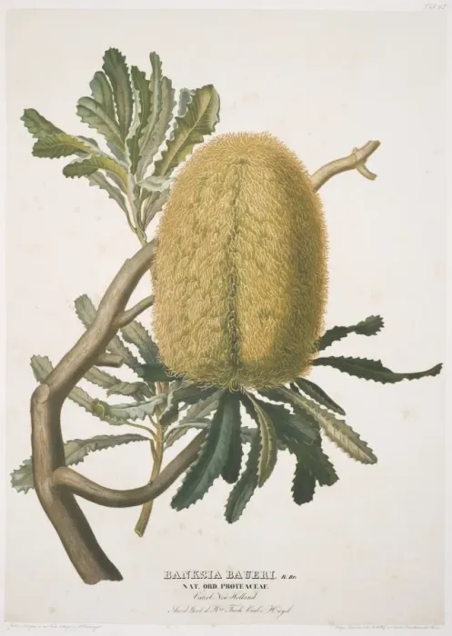 Framed Print : Banksia baueri, woolly banksia Framed Print : Banksia baueri, woolly banksia
