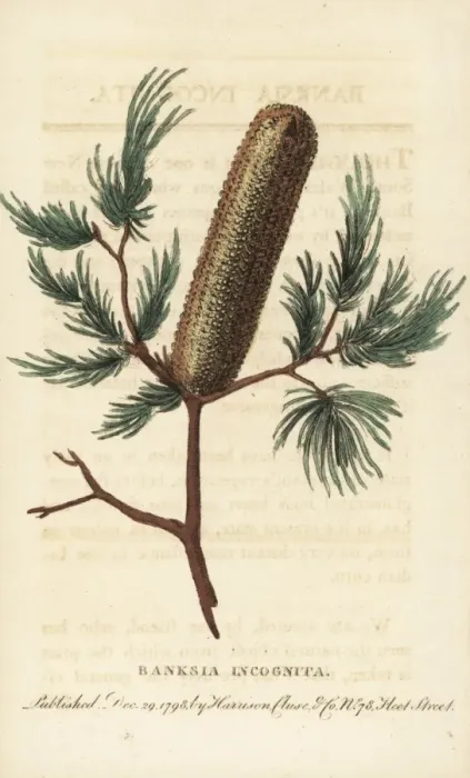 Framed Print : Banksia incognita, unknown species from New South Wales Framed Print : Banksia incognita, unknown species from New South Wales