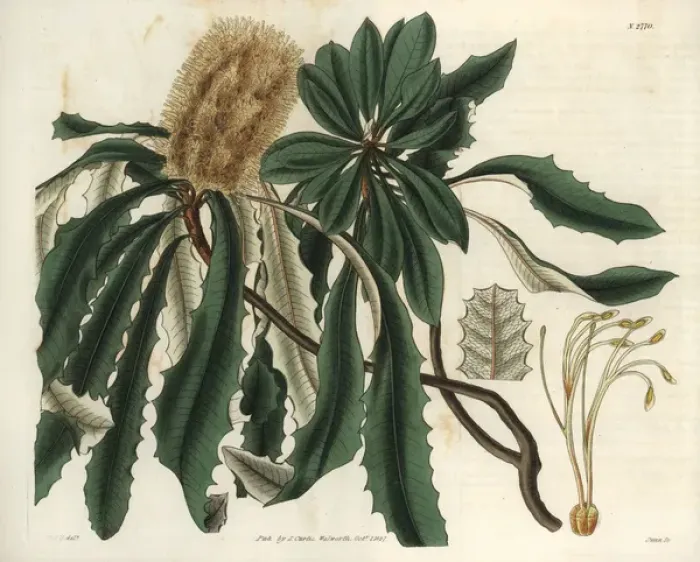 Framed Print : Banksia integrifolia, entire-leaved banksia Framed Print : Banksia integrifolia, entire-leaved banksia