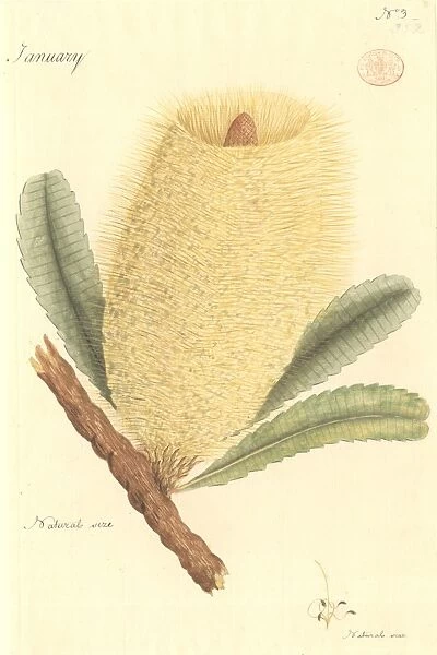 Banksia sp