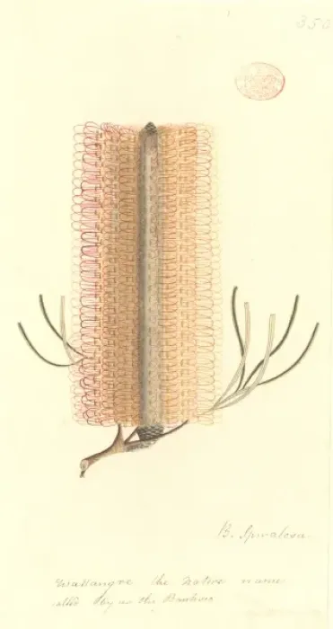 Framed Print : Banksia spinulosa, hairpin banksia Framed Print : Banksia spinulosa, hairpin banksia