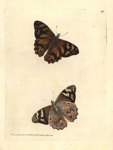 Bankss brown butterfly, Heteronympha banksii