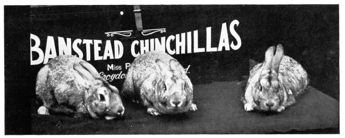 Framed Print : Banstead Chinchillas Advertisement Framed Print : Banstead Chinchillas Advertisement