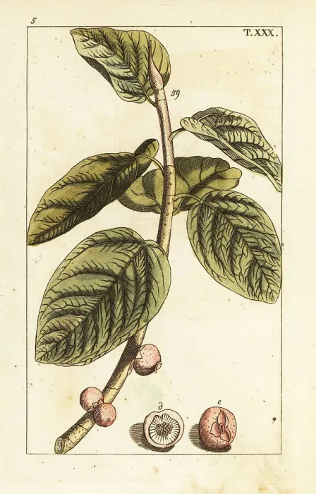 Framed Print : Banyan fig branch with fruit, Ficus benghalensis Framed Print : Banyan fig branch with fruit, Ficus benghalensis