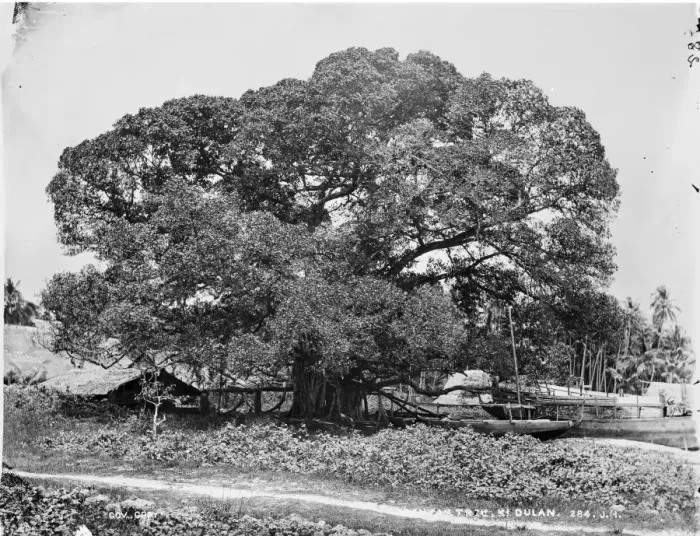 Framed Print : Banyan tree, Ki Dulan, Indonesia Framed Print : Banyan tree, Ki Dulan, Indonesia
