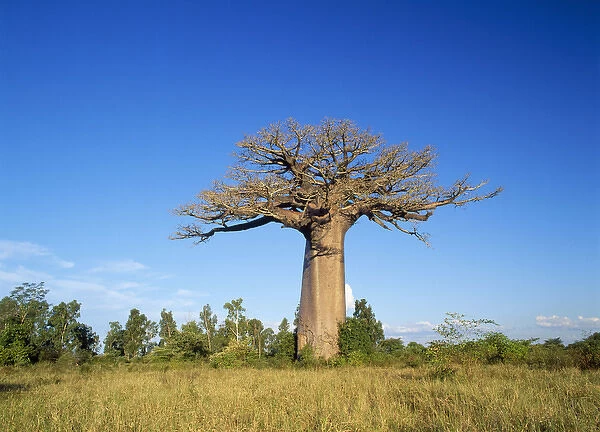 Baobab  /  Boab Tree. Madagascar