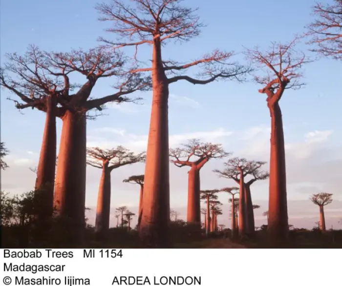 Framed Print : BAOBAB / Boab TREES - Sunset Framed Print : BAOBAB / Boab TREES - Sunset