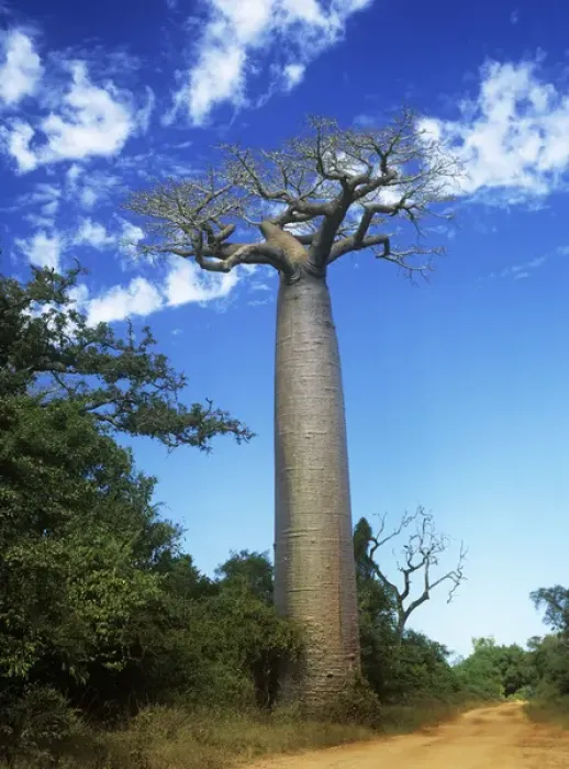 Framed Print : Baobab Tree Framed Print : Baobab Tree