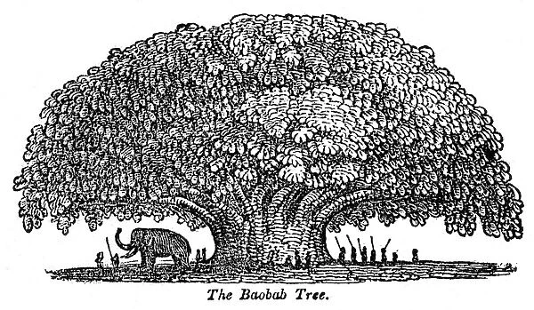Baobab tree and elephant