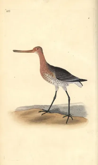 Framed Print : Bar-tailed godwit (female), Limosa lapponica Framed Print : Bar-tailed godwit (female), Limosa lapponica