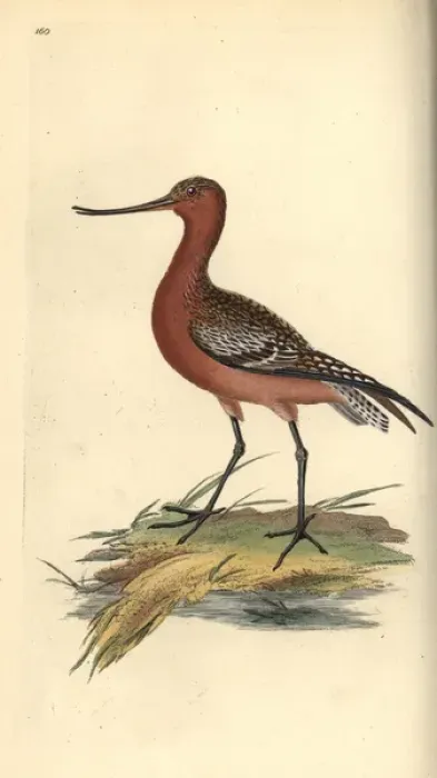 Framed Print : Bar-tailed godwit, Limosa lapponica Framed Print : Bar-tailed godwit, Limosa lapponica