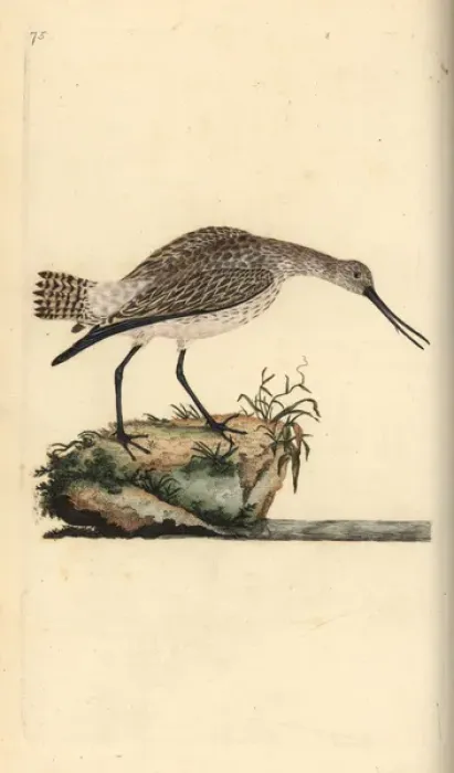 Framed Print : Bar-tailed godwit, Limosa lapponica Framed Print : Bar-tailed godwit, Limosa lapponica