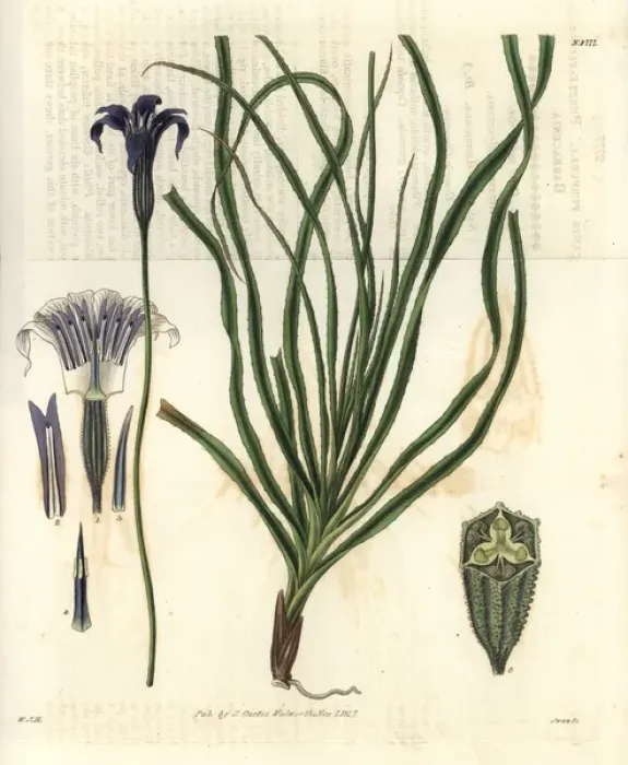 Framed Print : Barbacenia purpurea, purple-flowered barbacenia Framed Print : Barbacenia purpurea, purple-flowered barbacenia