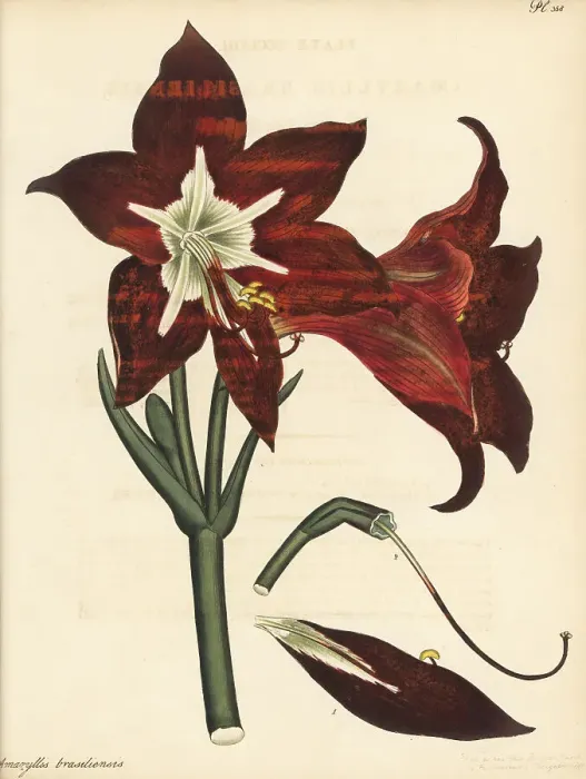 Framed Print : Barbados lily, Hippeastrum puniceum Framed Print : Barbados lily, Hippeastrum puniceum