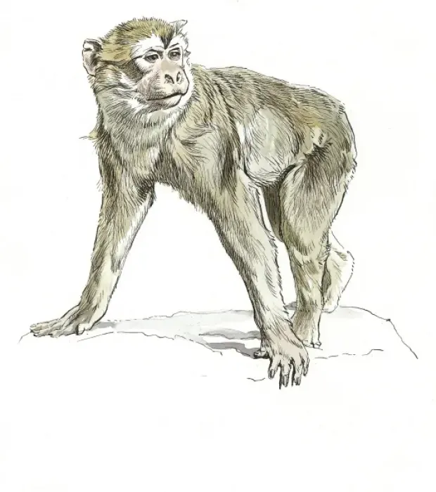 Framed Print : Barbary Ape Framed Print : Barbary Ape