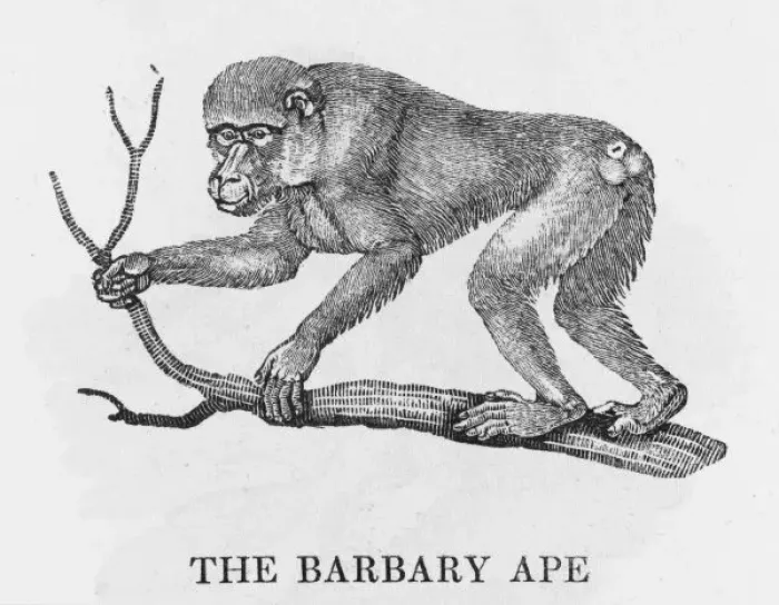 Framed Print : Barbary Ape (Bewick) Framed Print : Barbary Ape (Bewick)