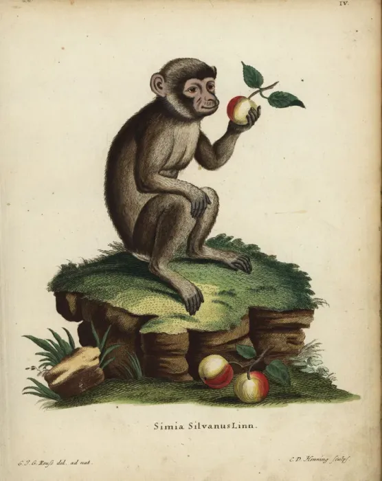 Framed Print : Barbary ape or macaque, Macaca sylvanus. Endangered Framed Print : Barbary ape or macaque, Macaca sylvanus. Endangered