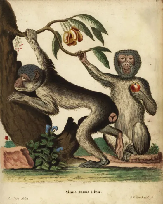 Framed Print : Barbary ape or macaque, Macaca sylvanus. Endangered Framed Print : Barbary ape or macaque, Macaca sylvanus. Endangered
