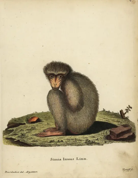 Framed Print : Barbary ape or macaque, Macaca sylvanus. Endangered Framed Print : Barbary ape or macaque, Macaca sylvanus. Endangered