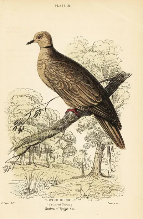Framed Print : Barbary dove, Streptopelia risoria Framed Print : Barbary dove, Streptopelia risoria