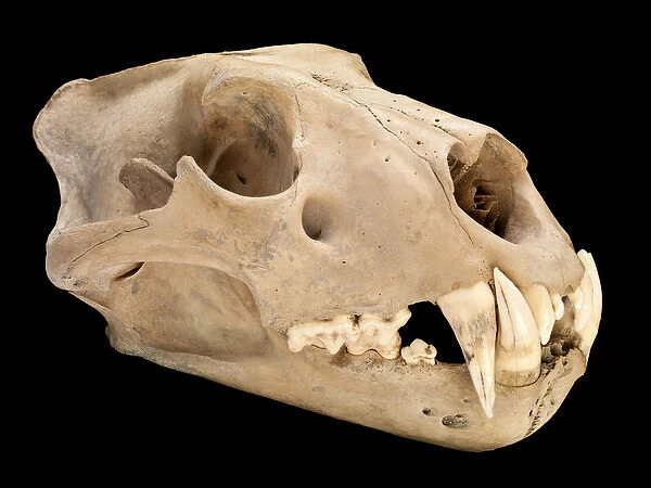 Barbary lion skull