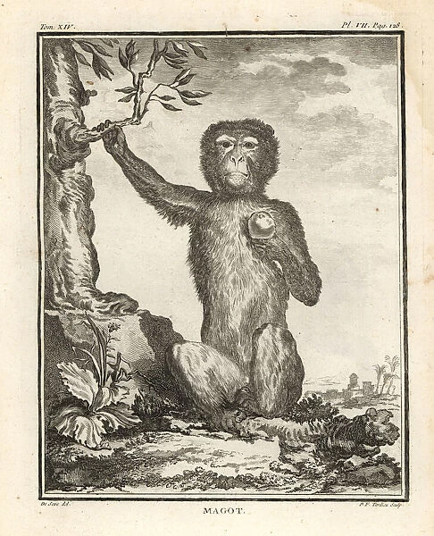 Barbary macaque or magot, Macaca sylvanus. Endangered