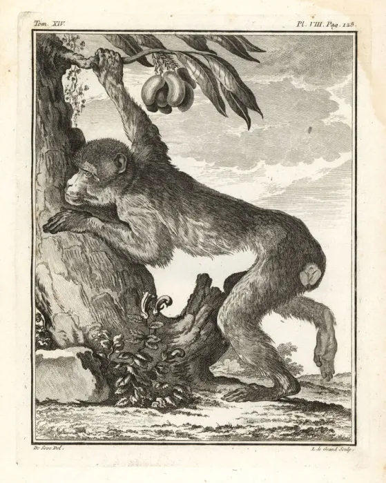 Framed Print : Barbary macaque or magot, Macaca sylvanus. Endangered Framed Print : Barbary macaque or magot, Macaca sylvanus. Endangered