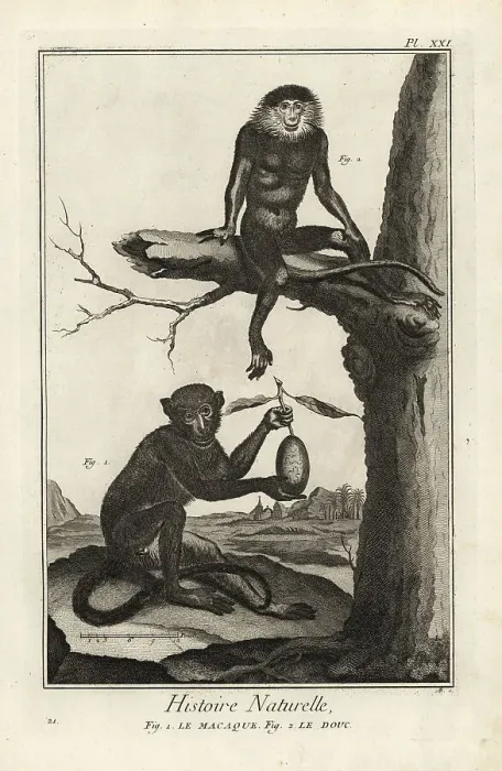 Framed Print : Barbary macaque and red-shanked douc Framed Print : Barbary macaque and red-shanked douc