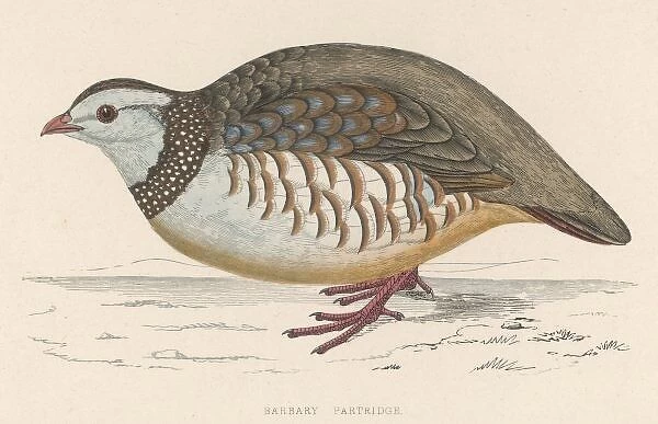 Barbary Partridge (Morr)