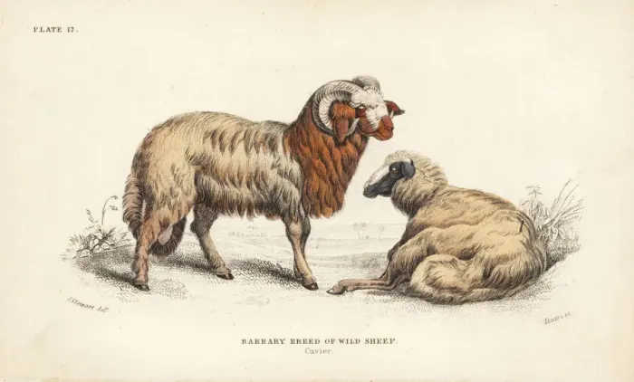 Framed Print : Barbary sheep, Ammotragus lervia. Vulnerable Framed Print : Barbary sheep, Ammotragus lervia. Vulnerable