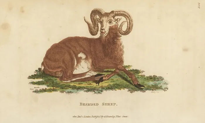 Framed Print : Barbary sheep, Ammotragus lervia. Vulnerable Framed Print : Barbary sheep, Ammotragus lervia. Vulnerable