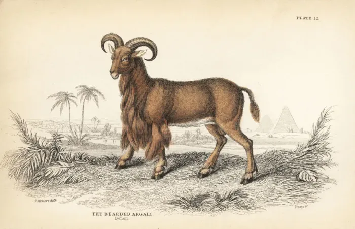Framed Print : Barbary sheep or aoudad, Ammotragus lervia Framed Print : Barbary sheep or aoudad, Ammotragus lervia