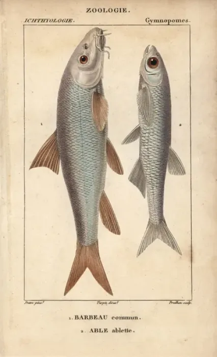 Framed Print : Barbel, Barbu barbu, and bleak, Alburnus alburnus Framed Print : Barbel, Barbu barbu, and bleak, Alburnus alburnus
