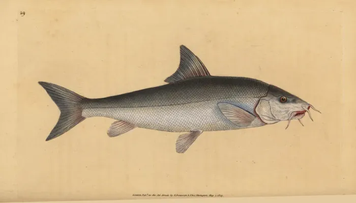 Framed Print : Barbel, Barbus barbus Framed Print : Barbel, Barbus barbus