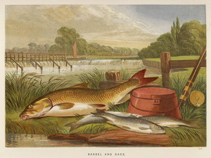 Framed Print : A Barbel and a Dace Framed Print : A Barbel and a Dace