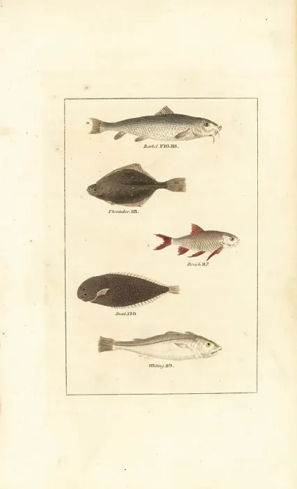 Framed Print : Barbel, flounder, roach, sole, and whiting Framed Print : Barbel, flounder, roach, sole, and whiting