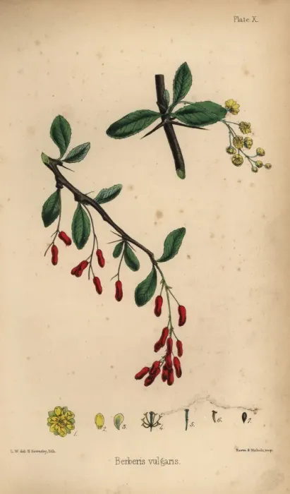Framed Print : Barberry, Berberis vulgaris Framed Print : Barberry, Berberis vulgaris