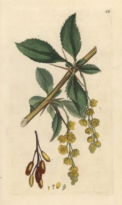 Framed Print : Barberry, Berberis vulgaris Framed Print : Barberry, Berberis vulgaris