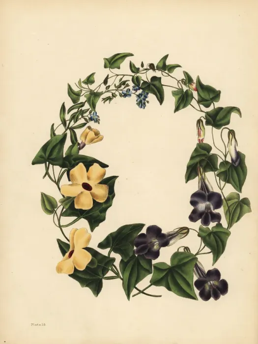 Framed Print : Barclays Maurandia, the winged Thunbergia and Forget me not Framed Print : Barclays Maurandia, the winged Thunbergia and Forget me not